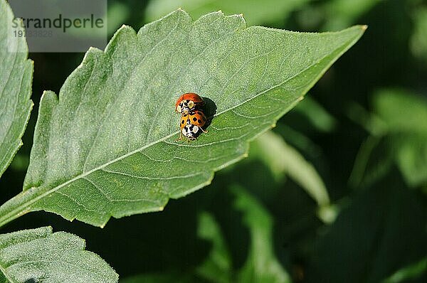 Schweiz: Zwei verliebte Marienkäfer auf dem Blatt einer Pflanze im Garten