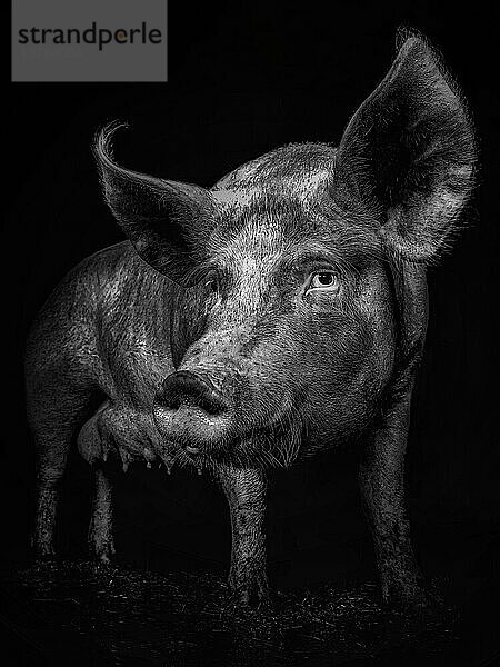 Schwein schaut nachdenklich in die Kamera  Schwarzweiß  Nahaufnahme  nachdenklich  ernst  Porträt