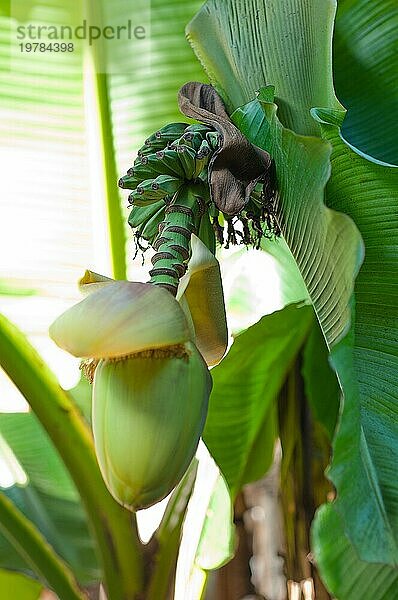 Bananenfrucht Blume Blüte Nahaufnahme geschlossen auf Palme