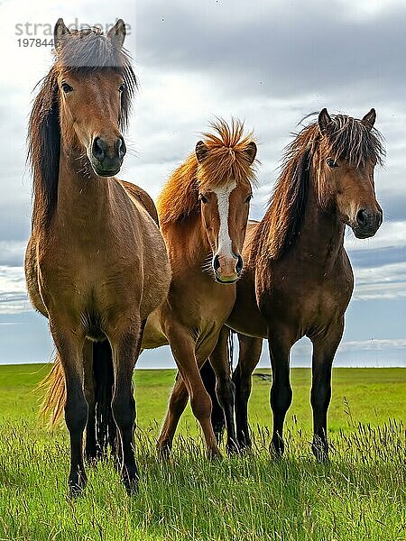 Island  Isländer  Drei Pferde auf Weide  Natur  Interessiert  Blick in die Kamera  Wiese  Europa