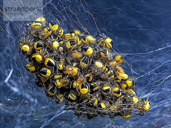 Kreuzspinnen in Netz  Araneus  Kreuzspinnen-Babys  Nahaufnahme  Lebensraum  Makro  Makroansicht  Makroaufnahme Makrobild  Makrofoto  Makrofotografie