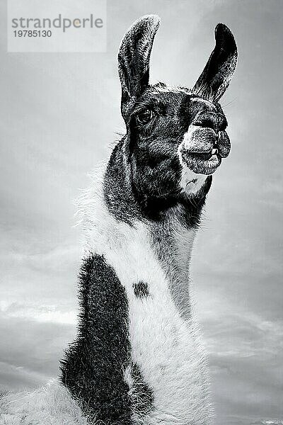 Lama  schwarzweiß Fotografie  Tier  Porträt  Lustig