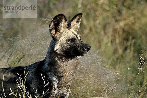 Botswana: Wildhunde sind gefährliche Jäger und Killer in der Kalahari