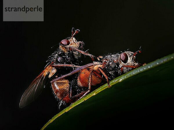 Fliegenpärchen auf Blatt  Nahaufnahme  Insekt  Liebesspiel  Lebensraum  Makro  Makroansicht  Makroaufnahme Makrobild  Makrofoto  Makrofotografie