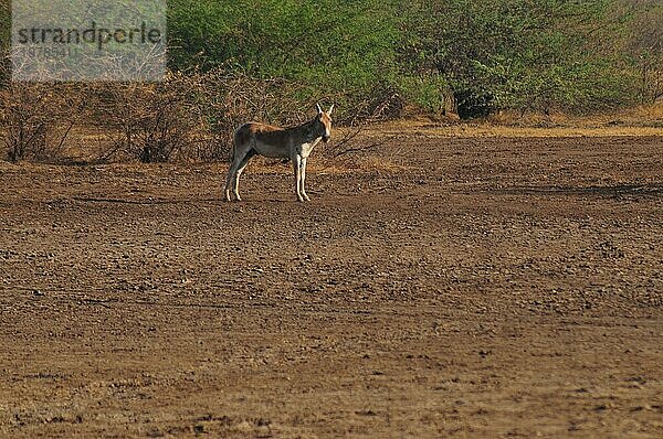 Das Eselspferd (eine endemische Art) ist in der Salzwüste von Little Rann of Kutch  einem Nationalpark in Gujarat  zu Hause