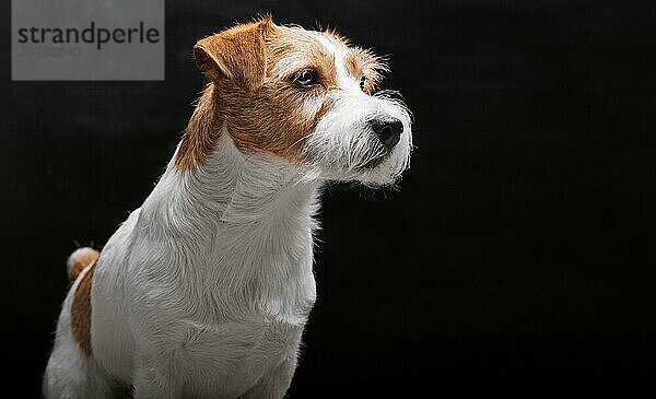 Der reinrassige Jack Russell liegt auf einem Podest im Studio und schaut in die Kamera. Gemischte Medien