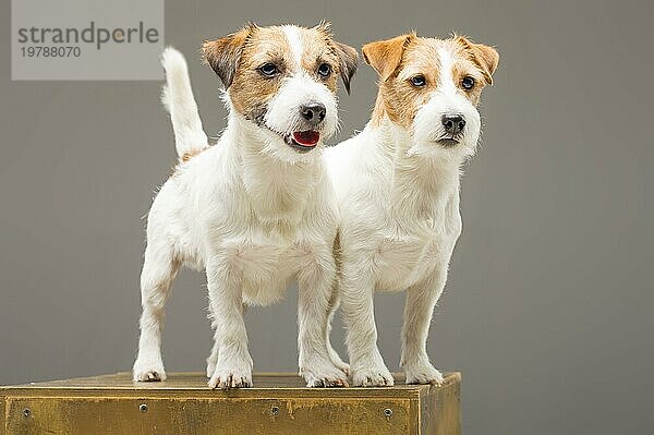 Zwei reinrassige Jack Russell posieren im Studio und schauen in die Kamera. Gemischte Medien