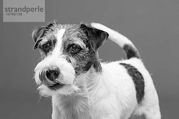 Ein reinrassiger Jack Russell posiert im Studio und schaut in die Kamera. Gemischte Medien