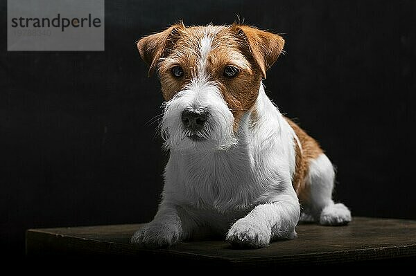 Der reinrassige Jack Russell liegt auf einem Podest im Studio und schaut in die Kamera. Gemischte Medien