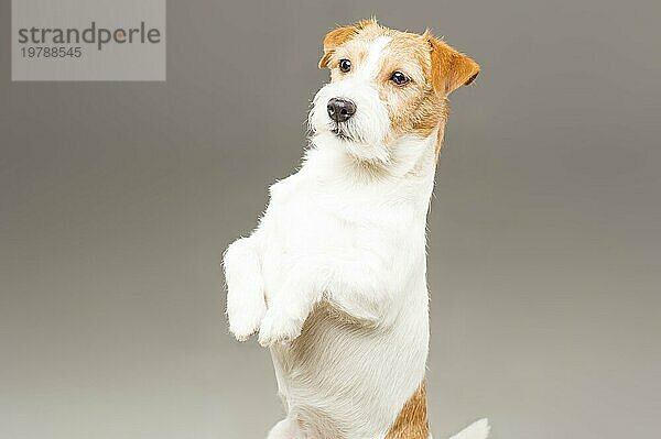 Ein reinrassiger Jack Russell posiert im Studio und schaut in die Kamera. Gemischte Medien