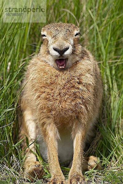 Europäischer Feldhase (Lepus europaeus)  erwachsenes Tier beim Gähnen  während es auf einer Wiese ruht  Suffolk  England  Großbritannien  Europa