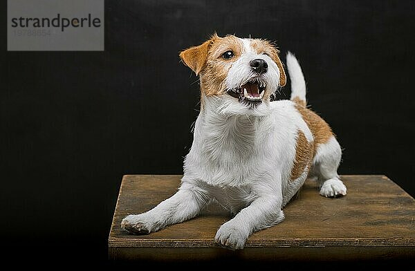 Ein reinrassiger Jack Russell liegt auf einem Podest im Atelier und gähnt anmutig  während er in die Kamera schaut. Gemischte Medien