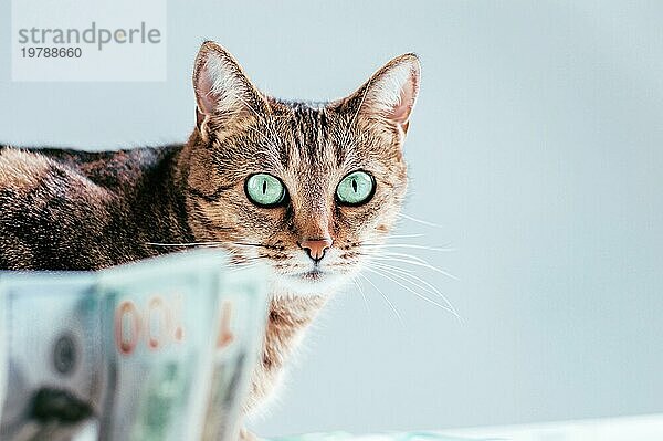 Katze auf einem Hintergrund von einem Bündel von Geld. Konzept einer Tierspende. Gemischte Medien