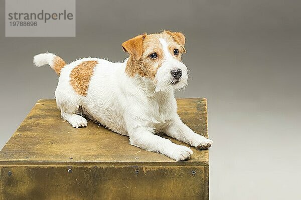 Ein reinrassiger Jack Russell posiert im Studio und schaut in die Kamera. Gemischte Medien