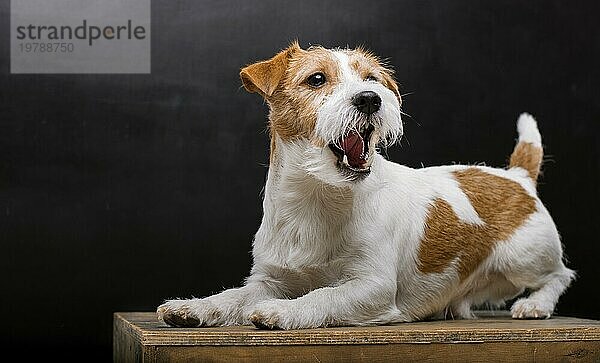 Ein reinrassiger Jack Russell liegt auf einem Podest im Atelier und gähnt anmutig  während er in die Kamera schaut. Gemischte Medien