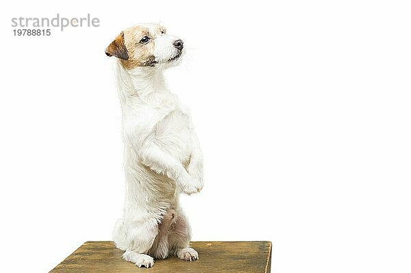 Ein reinrassiger Jack Russell posiert im Studio und schaut in die Kamera. Gemischte Medien