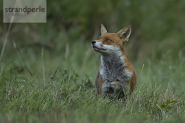 Rotfuchs (Vulpes vulpes)  erwachsenes Tier  stehend im Grasland  Essex  England  Großbritannien  Europa