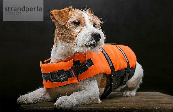 Der reinrassige Jack Russell liegt auf einem Podest im Studio und schaut in die Kamera. Gemischte Medien