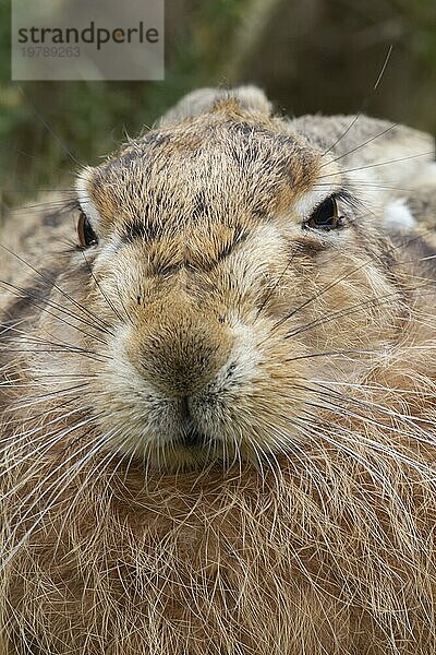 Europäischer Feldhase (Lepus europaeus) erwachsenes Tier Kopfporträt  Suffolk  England  Großbritannien  Europa