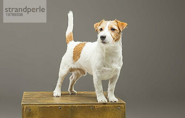 Ein reinrassiger Jack Russell posiert im Studio und schaut in die Kamera. Gemischte Medien