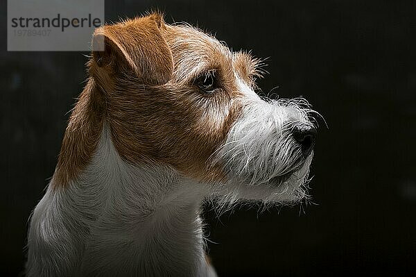 Der reinrassige Jack Russell liegt auf einem Podest im Studio und schaut in die Kamera. Gemischte Medien