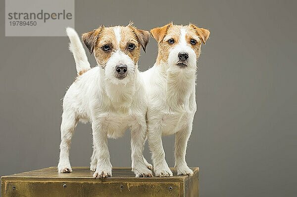 Zwei reinrassige Jack Russell posieren im Studio und schauen in die Kamera. Gemischte Medien