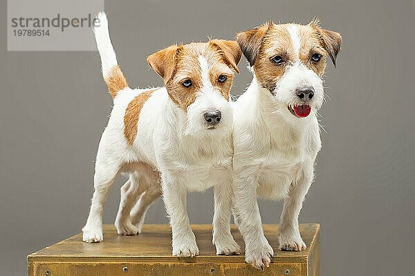 Zwei reinrassige Jack Russell posieren im Studio und schauen in die Kamera. Gemischte Medien