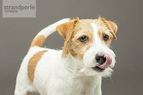 Ein reinrassiger Jack Russell posiert im Studio und schaut in die Kamera. Gemischte Medien