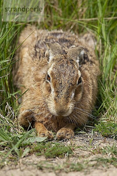 Europäischer Feldhase (Lepus europaeus)  erwachsenes Tier  ruhend im Grasland  Suffolk  England  Großbritannien  Europa