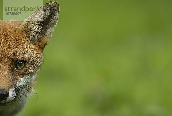 Rotfuchs (Vulpes vulpes) erwachsenes Tier Kopf Portrait  Essex  England  Großbritannien  Europa