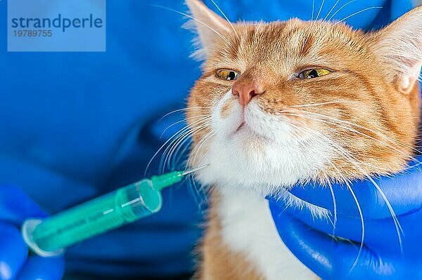 Bild einer rothaarigen Katze zum Zeitpunkt der Impfung. Veterinärmedizinisches Konzept. Gemischte Medien