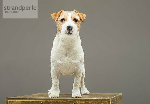 Ein reinrassiger Jack Russell posiert im Studio und schaut in die Kamera. Gemischte Medien