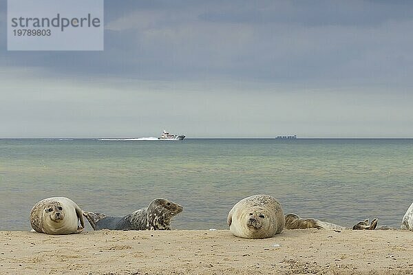 Ausgewachsene Kegelrobben (Halichoerus grypus)  die sich an einem Strand ausruhen  mit zwei Booten auf dem Meer im Hintergrund  Norfolk  England  Großbritannien  Europa