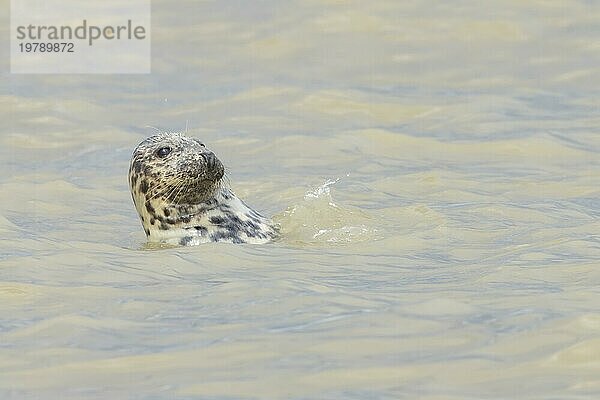 Graue (Halichoerus grypus) Robbe erwachsenes Tier im Meer  Norfolk  England  Großbritannien  Europa