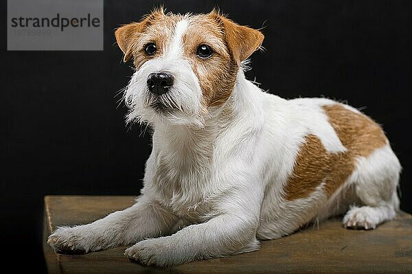 Der reinrassige Jack Russell liegt auf einem Podest im Studio und schaut in die Kamera. Gemischte Medien