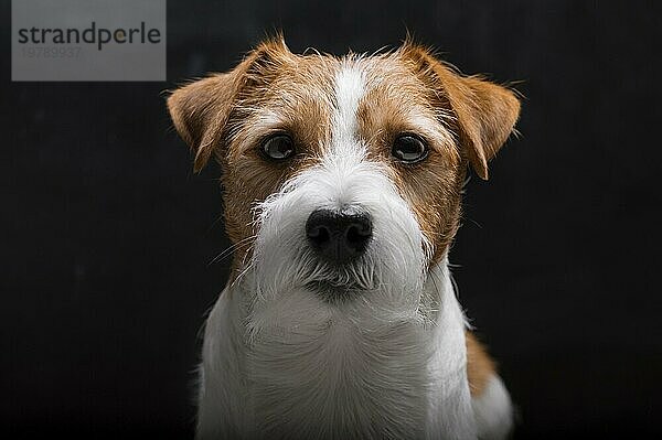 Der reinrassige Jack Russell liegt auf einem Podest im Studio und schaut in die Kamera. Gemischte Medien