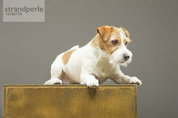 Ein reinrassiger Jack Russell posiert im Studio und schaut in die Kamera. Gemischte Medien