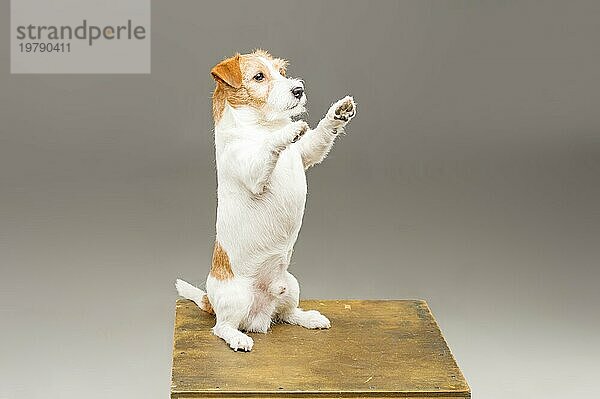 Ein reinrassiger Jack Russell posiert im Studio und schaut in die Kamera. Gemischte Medien