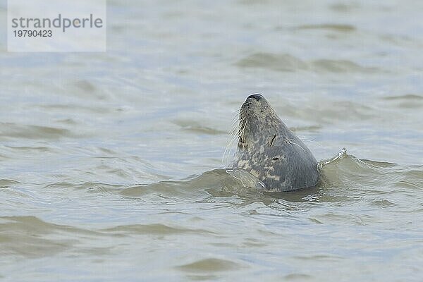 Graue (Halichoerus grypus) Robbe  erwachsenes Tier schlafend im Meer  Norfolk  England  Großbritannien  Europa