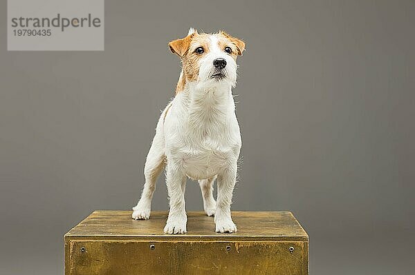 Ein reinrassiger Jack Russell posiert im Studio und schaut in die Kamera. Gemischte Medien