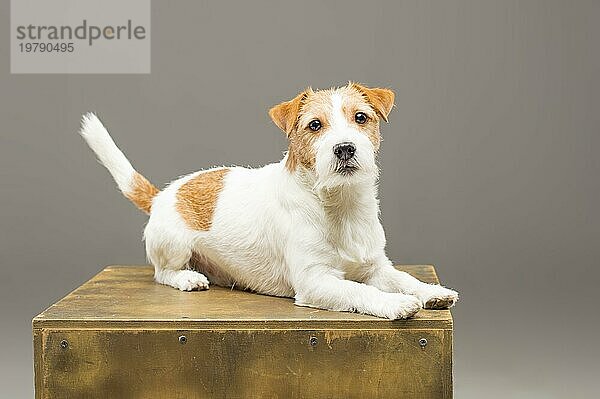 Ein reinrassiger Jack Russell posiert im Studio und schaut in die Kamera. Gemischte Medien