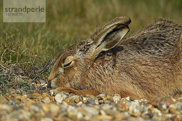 Europäischer Feldhase (Lepus europaeus)  erwachsenes Tier  schlafend auf einem Kiesstrand  Suffolk  England  Großbritannien  Europa