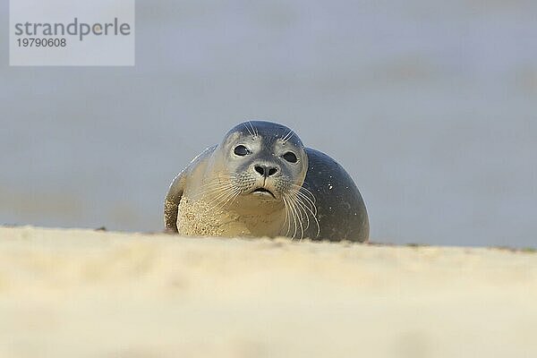 Seehund (Phoca vitulina)  erwachsenes Tier  ruhend an einem Sandstrand an der Küste  Norfolk  England  Großbritannien  Europa