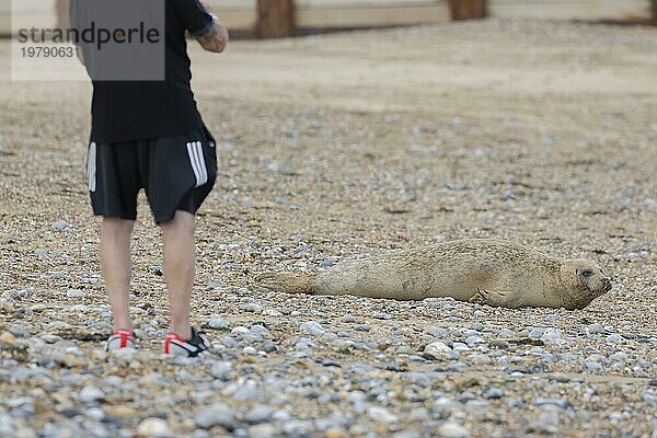 Seehund (Phoca vitulina)  erwachsenes Tier  ruhend an einem Küstenstrand mit einer Person in der Nähe  Norfolk  England  Großbritannien  Europa