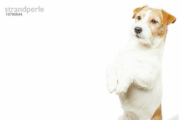 Ein reinrassiger Jack Russell posiert im Studio und schaut in die Kamera. Gemischte Medien