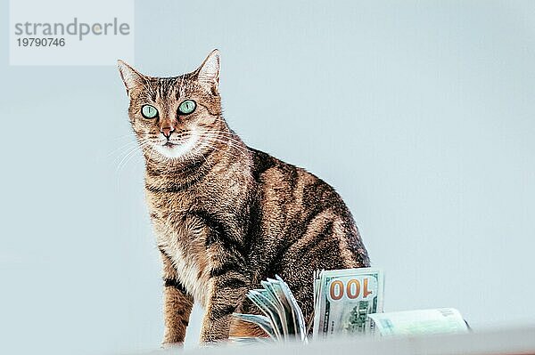 Katze auf einem Hintergrund von einem Bündel von Geld. Konzept einer Tierspende. Gemischte Medien