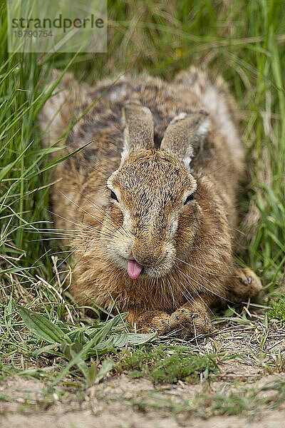 Europäischer Feldhase (Lepus europaeus)  erwachsenes Tier  das seine Zunge herausstreckt  während es im Grasland ruht  Suffolk  England  Großbritannien  Europa