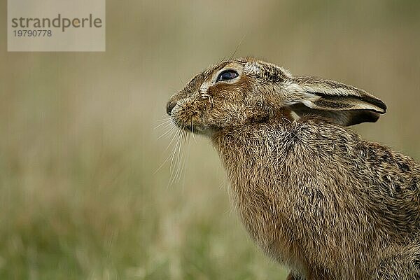 Europäischer Feldhase (Lepus europaeus) erwachsenes Tier Kopfporträt  Suffolk  England  Großbritannien  Europa