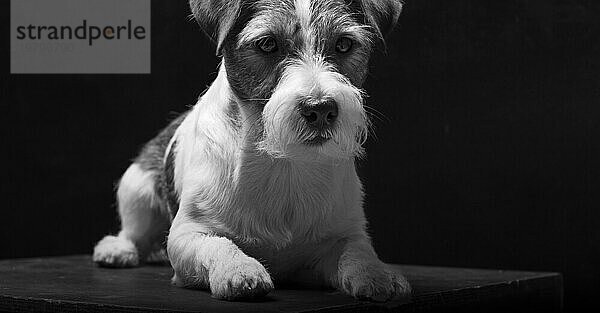 Der reinrassige Jack Russell liegt auf einem Podest im Studio und schaut in die Kamera. Gemischte Medien