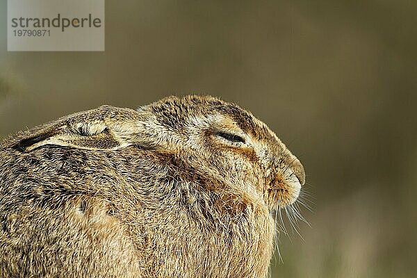 Europäischer Feldhase (Lepus europaeus) erwachsenes Tier schlafend  Suffolk  England  Großbritannien  Europa